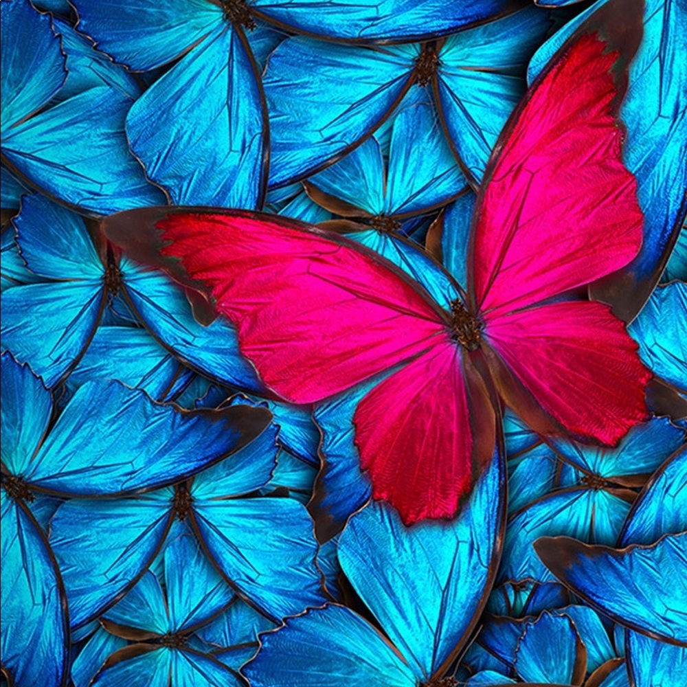 Meet your Posher, Jisselle